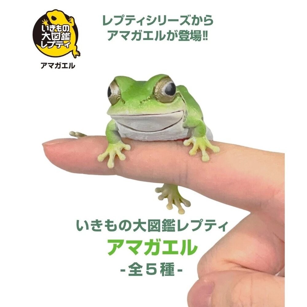 日本萬代 生物大圖鑑 雨蛙 變色龍 | 樹蛙 日本青蛙 自然科學教具 青蛙模型 爬蟲類模型 日本進口-細節圖7