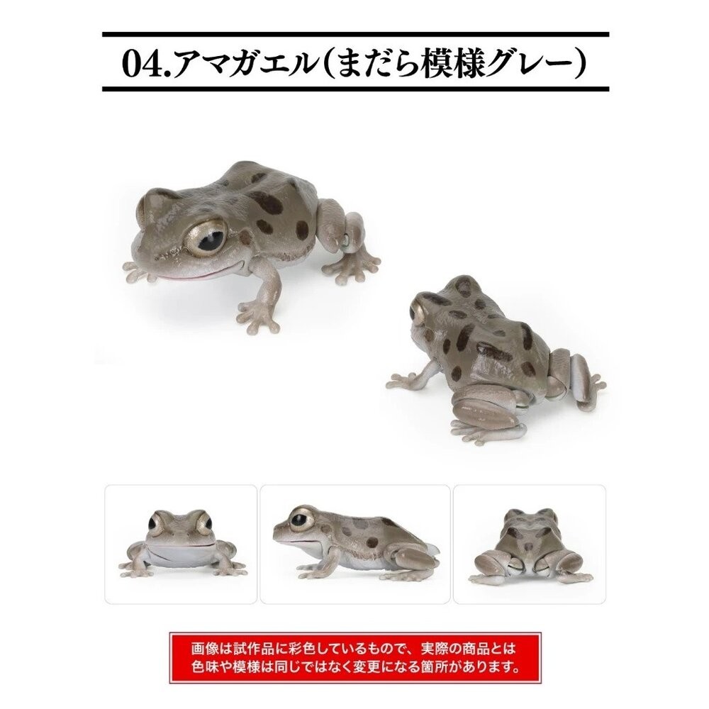 日本萬代 生物大圖鑑 雨蛙 變色龍 | 樹蛙 日本青蛙 自然科學教具 青蛙模型 爬蟲類模型 日本進口-規格圖11