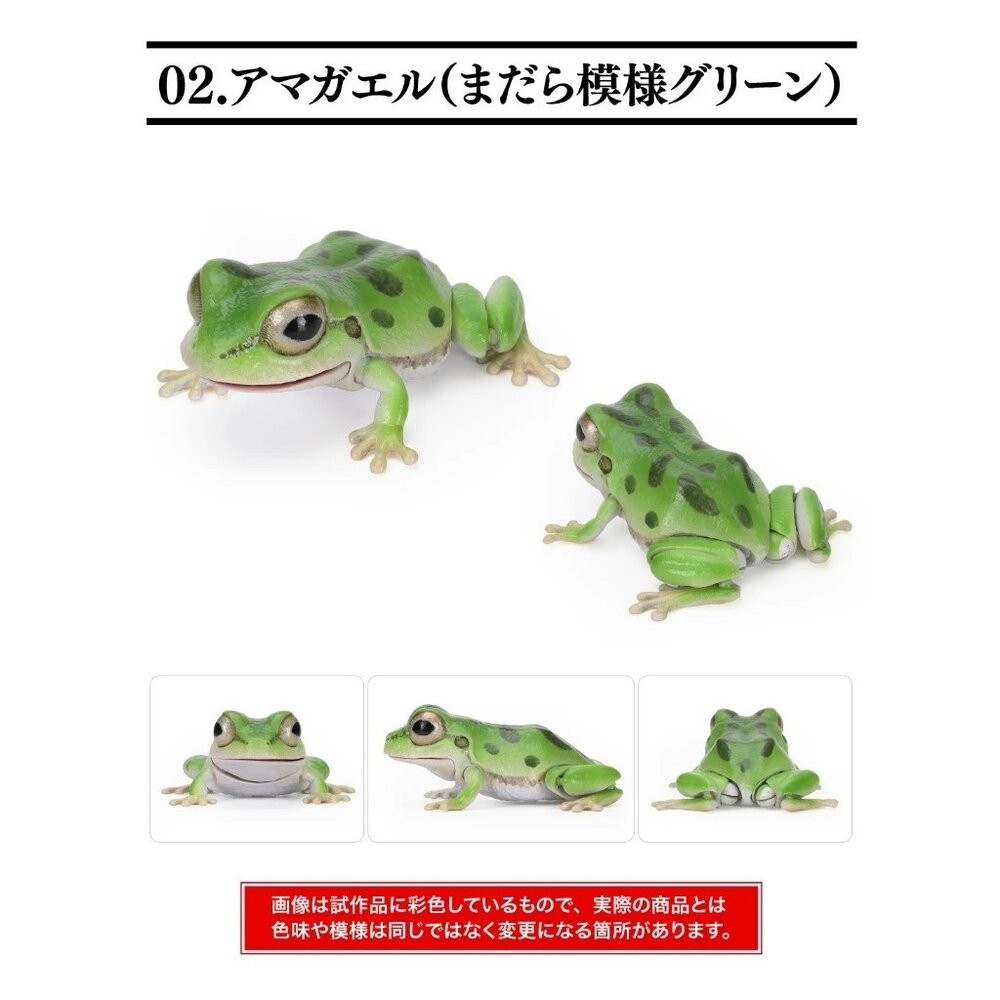 日本萬代 生物大圖鑑 雨蛙 變色龍 | 樹蛙 日本青蛙 自然科學教具 青蛙模型 爬蟲類模型 日本進口-規格圖11