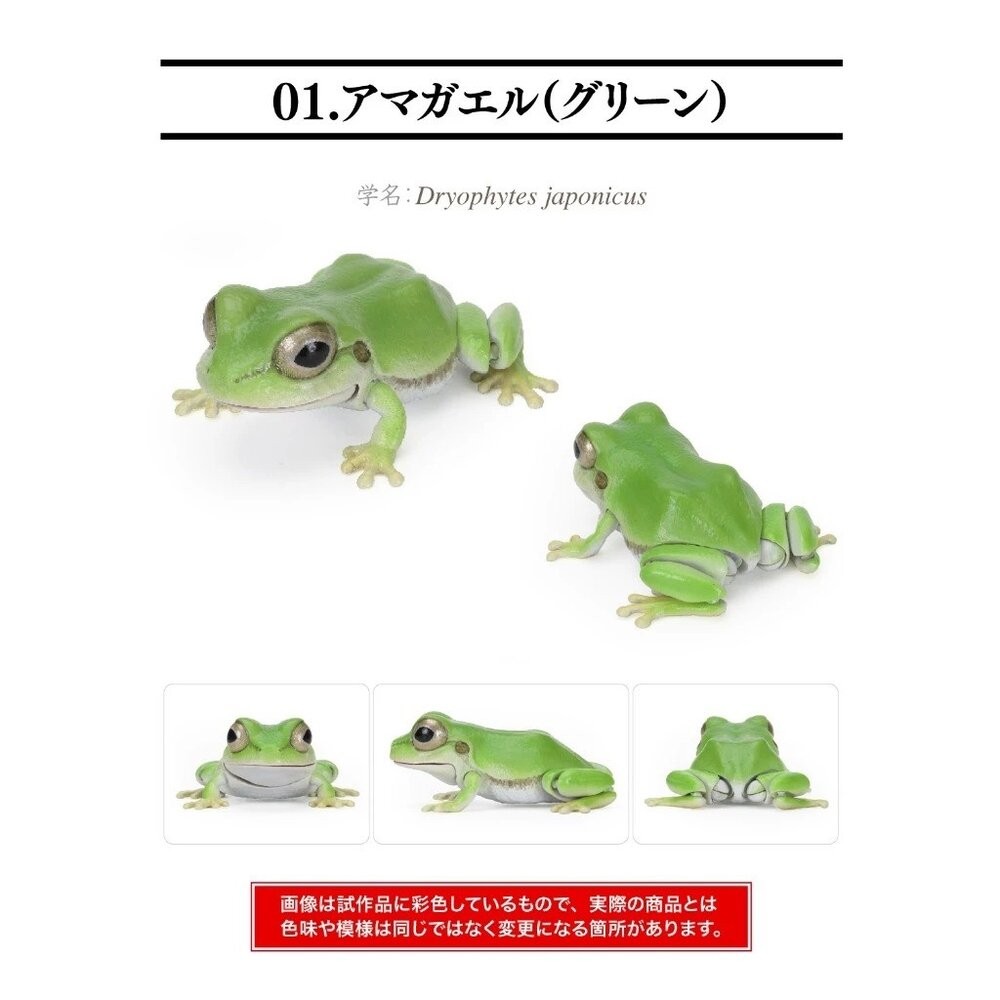 日本萬代 生物大圖鑑 雨蛙 變色龍 | 樹蛙 日本青蛙 自然科學教具 青蛙模型 爬蟲類模型 日本進口-規格圖11