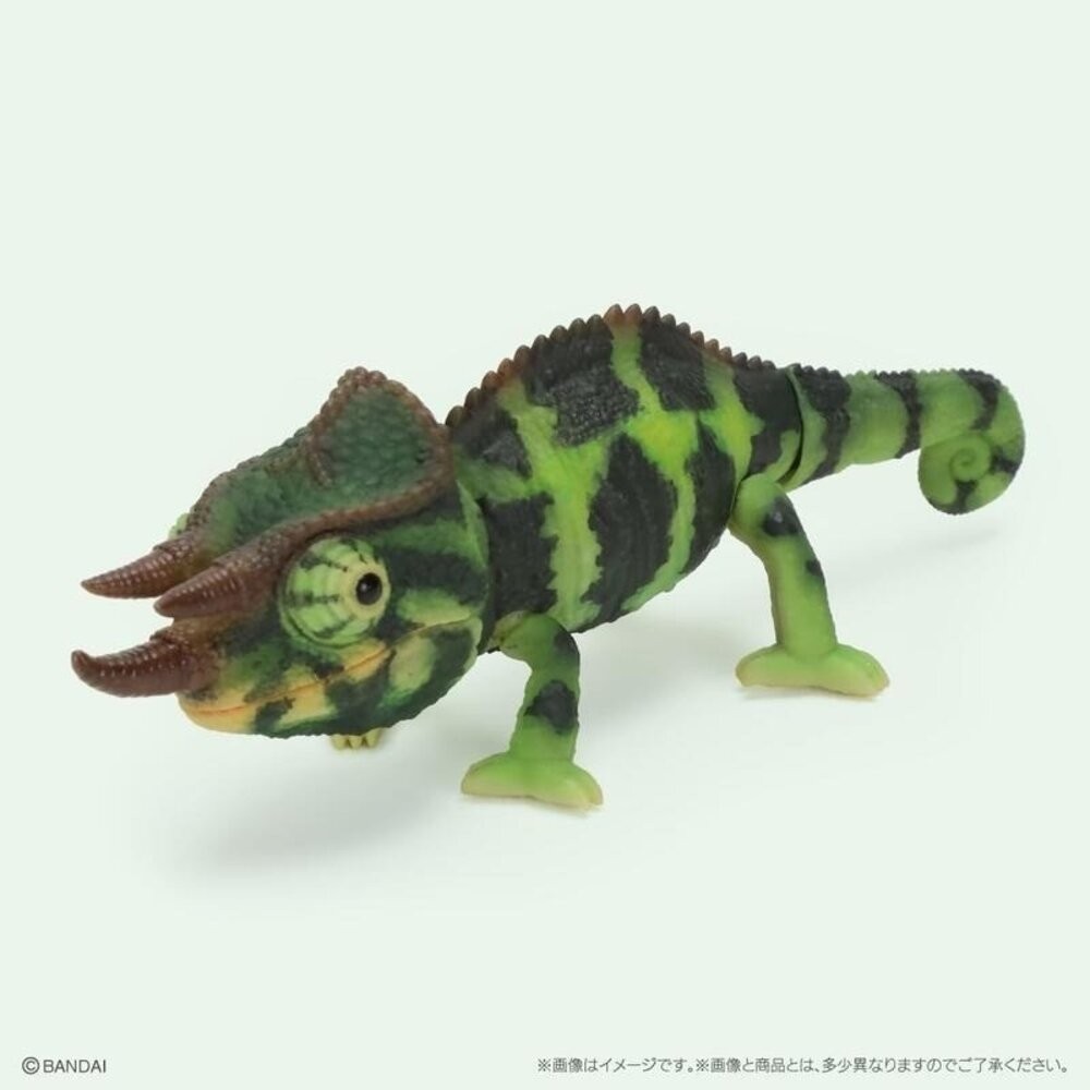 日本萬代 生物大圖鑑 雨蛙 變色龍 | 樹蛙 日本青蛙 自然科學教具 青蛙模型 爬蟲類模型 日本進口-規格圖11