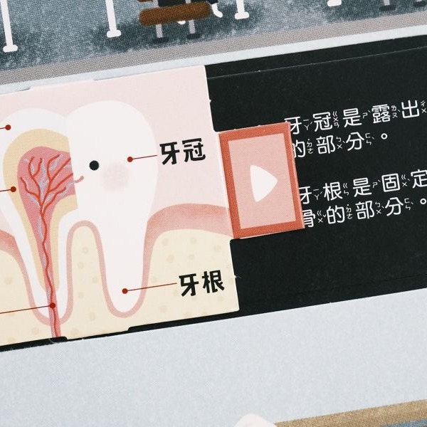 禾流-人體知識立體書—歡迎光臨牙齒王國！-細節圖4