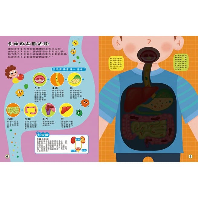 双美/探照燈找一找：透視身體大解密 現貨-細節圖4