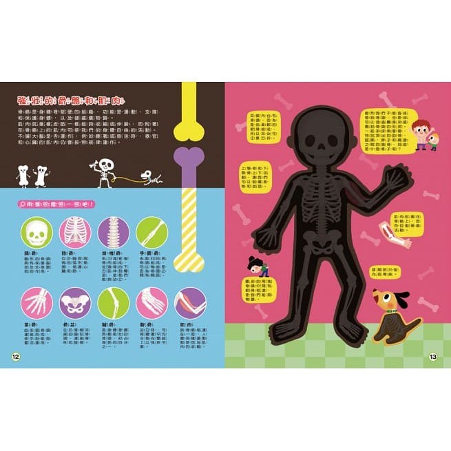 双美/探照燈找一找：透視身體大解密 現貨-細節圖5