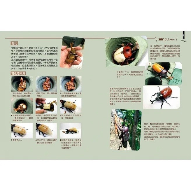 野人/甲蟲超人超圖解-細節圖7