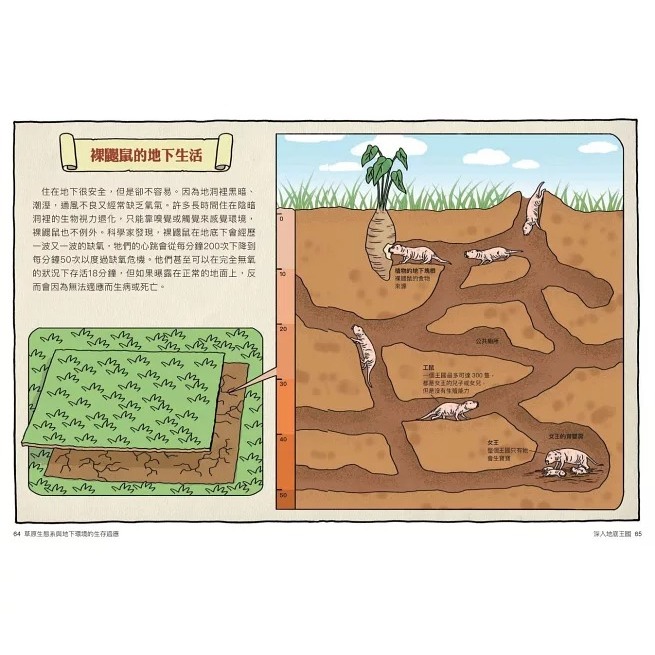 親子天下 達克比辦案14：莽原生死鬥：草原生態系與地下環境的生存適應-細節圖5