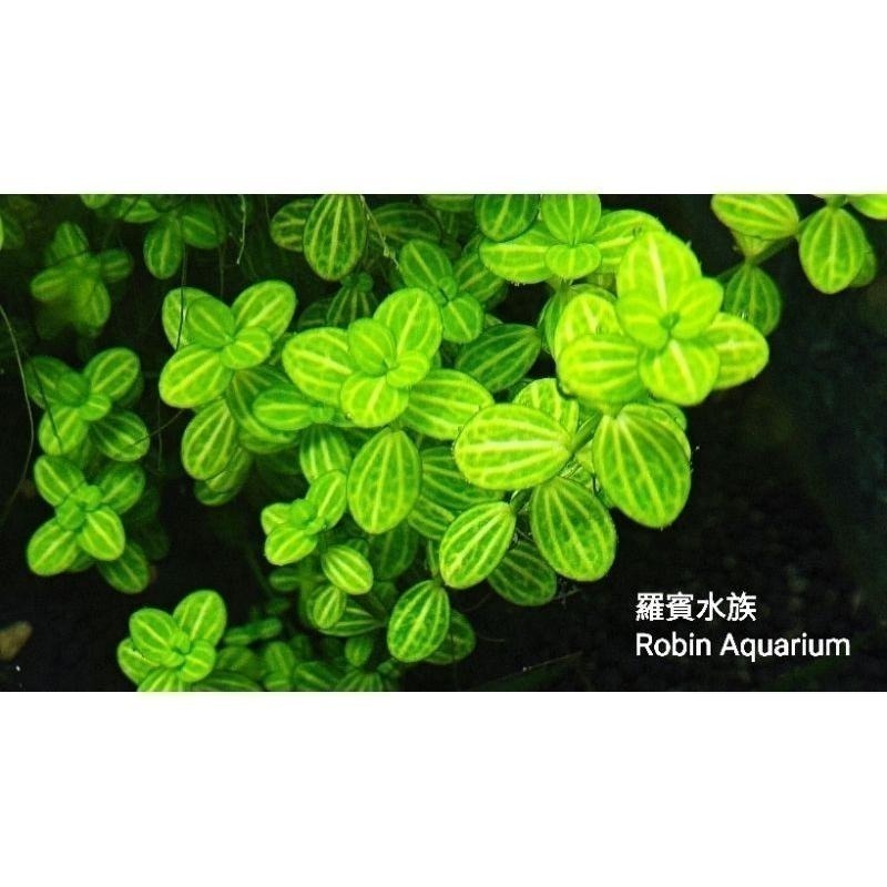 購買前請先聯繫羅賓 西瓜對葉 稀有真水草-細節圖2