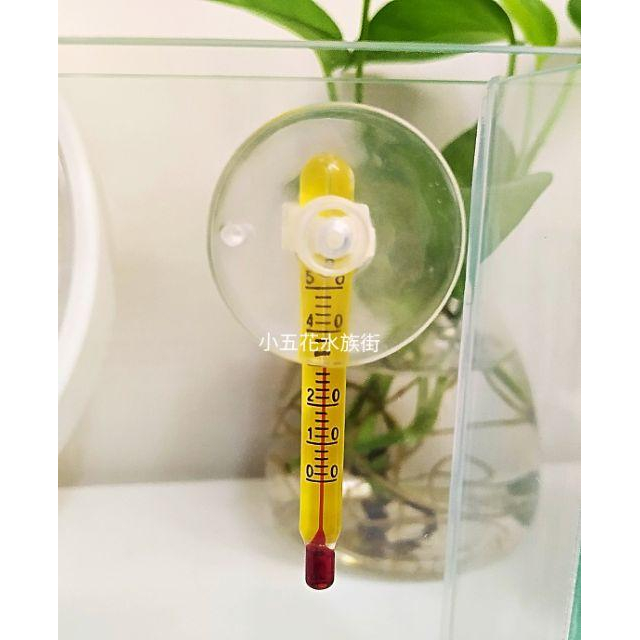 小五花水族街 ista迷你溫度計 小型魚缸適合-細節圖2