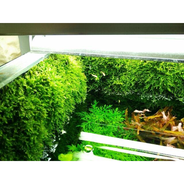 (小五花水族街) ista 伊士達水草專用瞬間膠 適合水草黏石頭或沉木-細節圖2