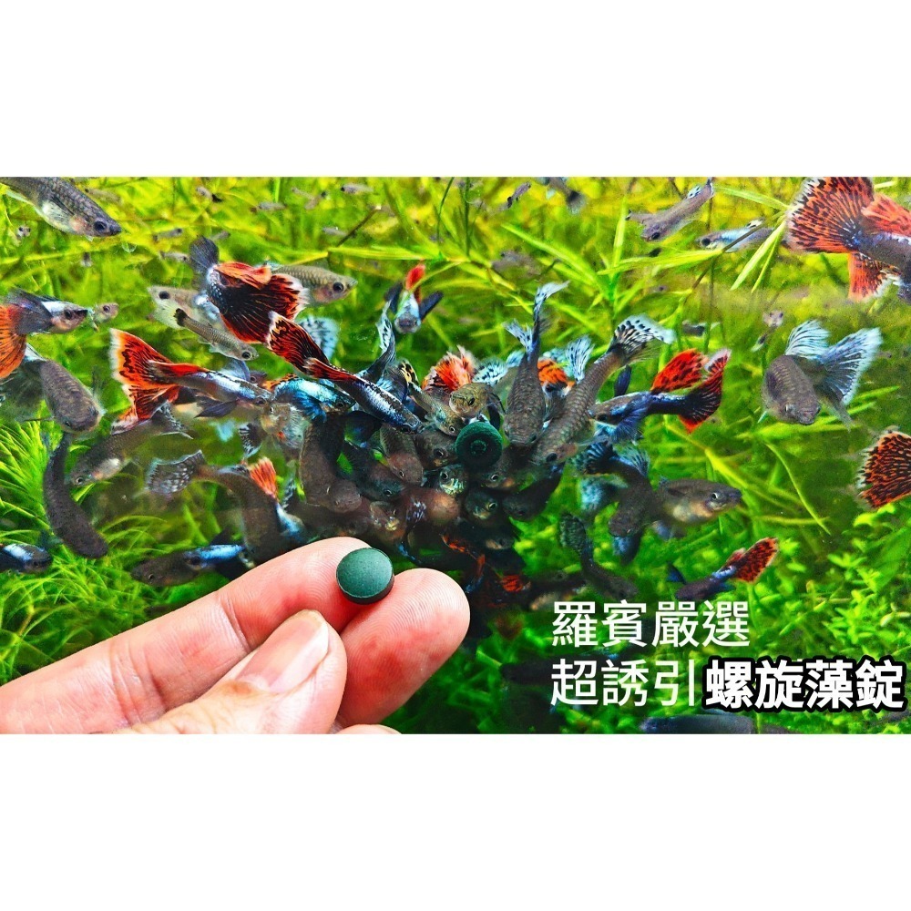 羅賓水族 超誘引螺藻錠 50入 觀賞魚蝦增艷飼料 孔雀魚 異形 蝦適用-細節圖2