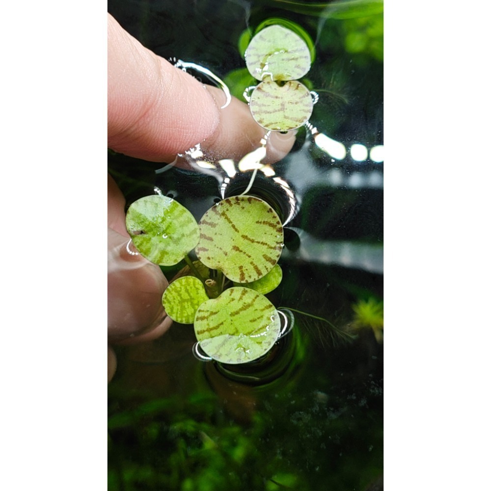 羅賓水族 下標前請先聯繫羅賓 豹紋圓心萍 漂浮植物 10株一組-細節圖2