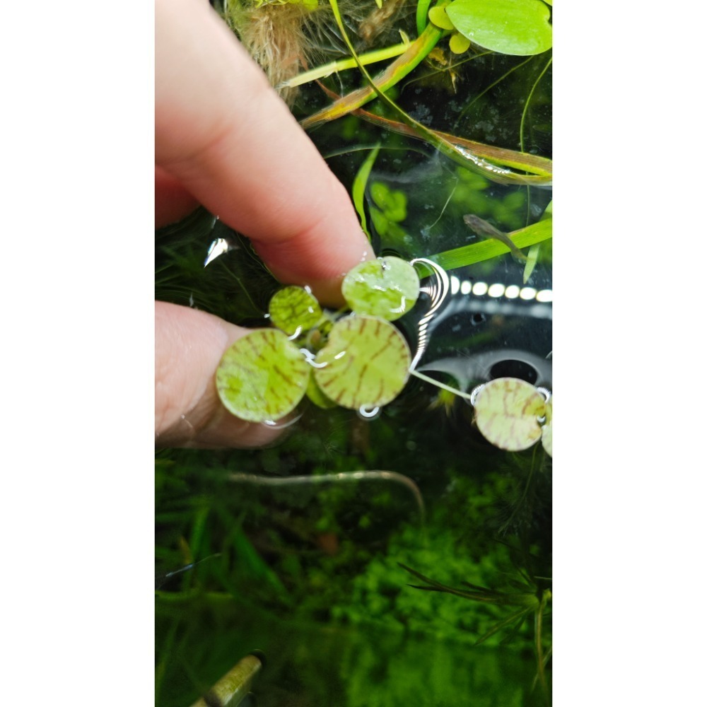 羅賓水族 下標前請先聯繫羅賓 豹紋圓心萍 漂浮植物 10株一組-細節圖3