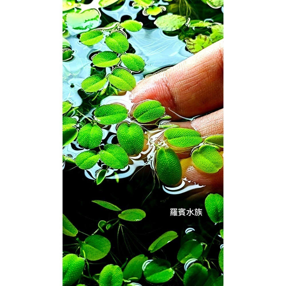 羅賓水族購買前請先聯繫 槐葉萍 漂浮水草 10株一組-細節圖2