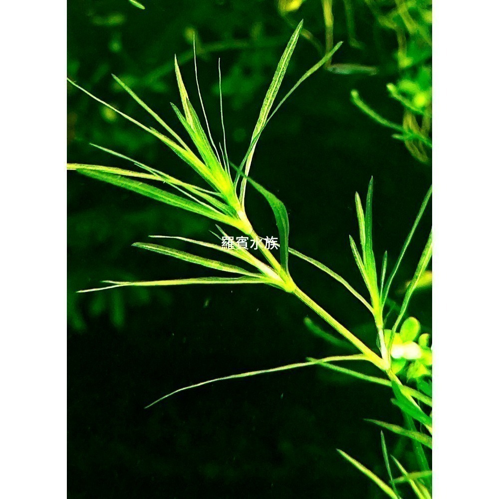 羅賓水族 竹節草 陽明柳 淨化水質水草 10根一組 免CO2-細節圖2