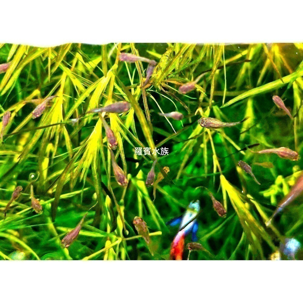 羅賓水族 竹節草 陽明柳 淨化水質水草 10根一組 免CO2-細節圖3
