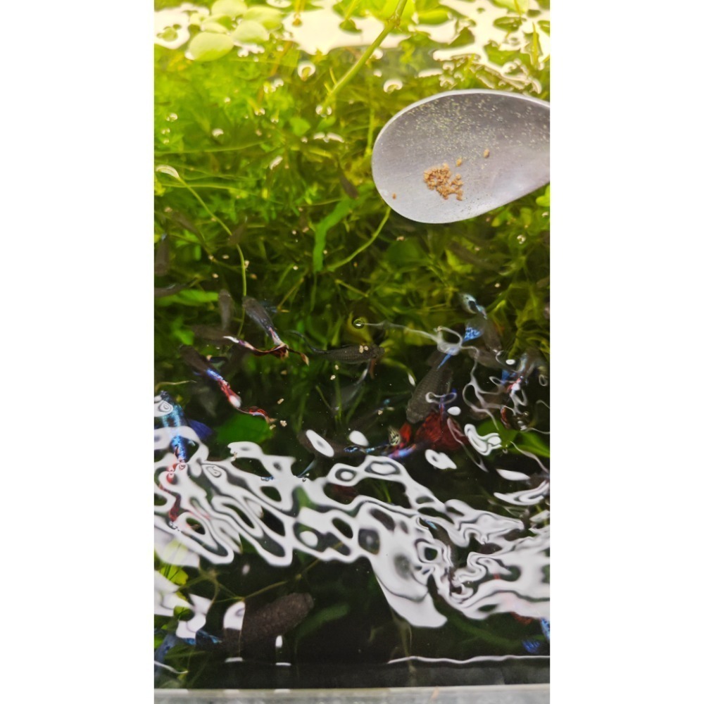 羅賓水族嚴選 孔雀魚（亞成魚、成魚用 ）成長飼料 100ml 觀賞魚也適用-細節圖2