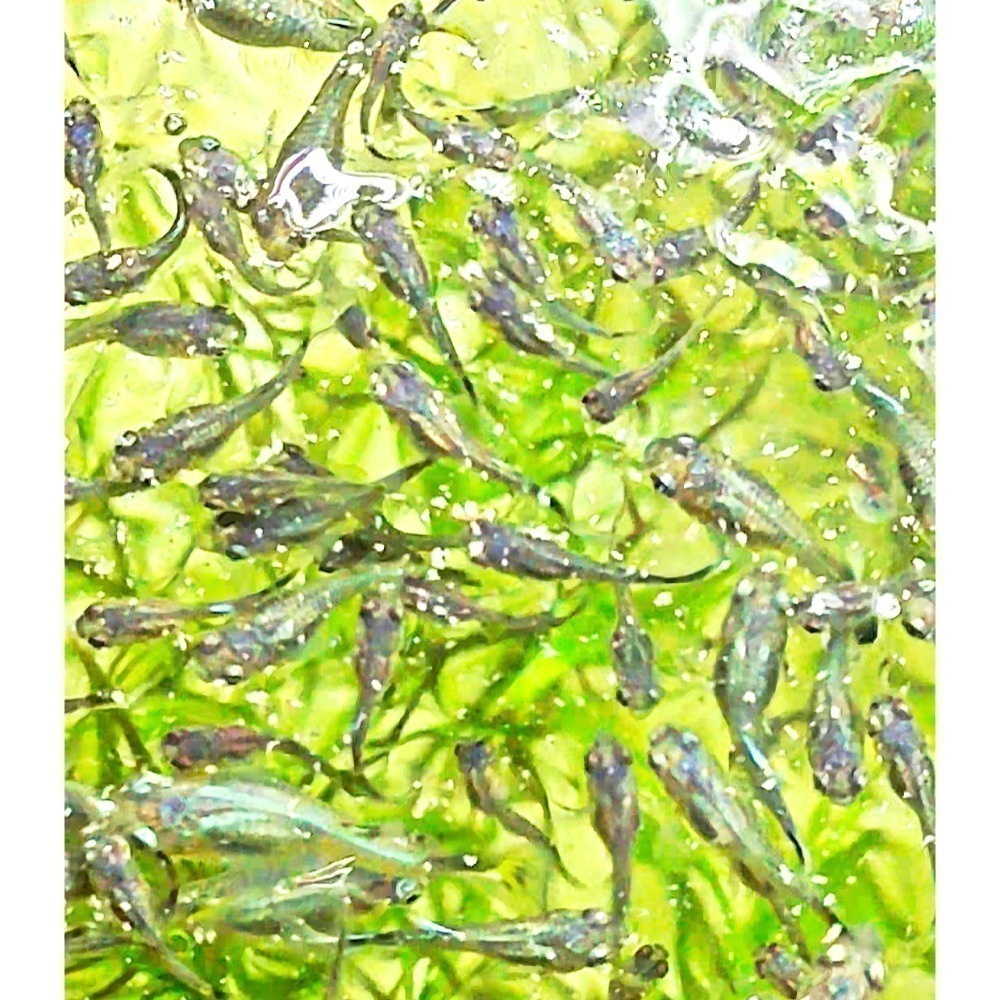 羅賓水族嚴選 孔雀魚（幼魚專用 ）高蛋白成長飼料100ml-細節圖2