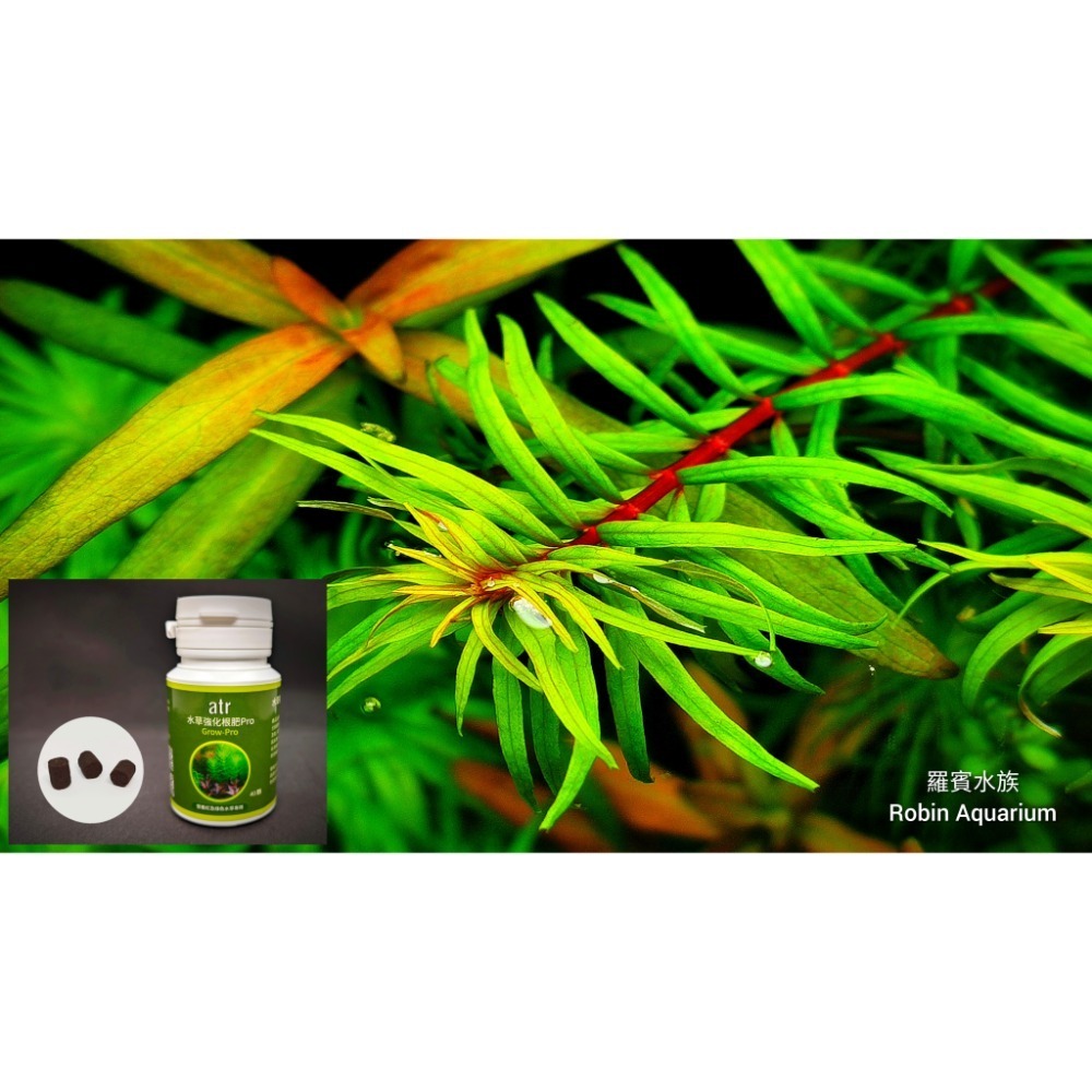 羅賓水族 atr水草強化根肥Pro 營養紅及綠色水草最佳根部肥料-細節圖3