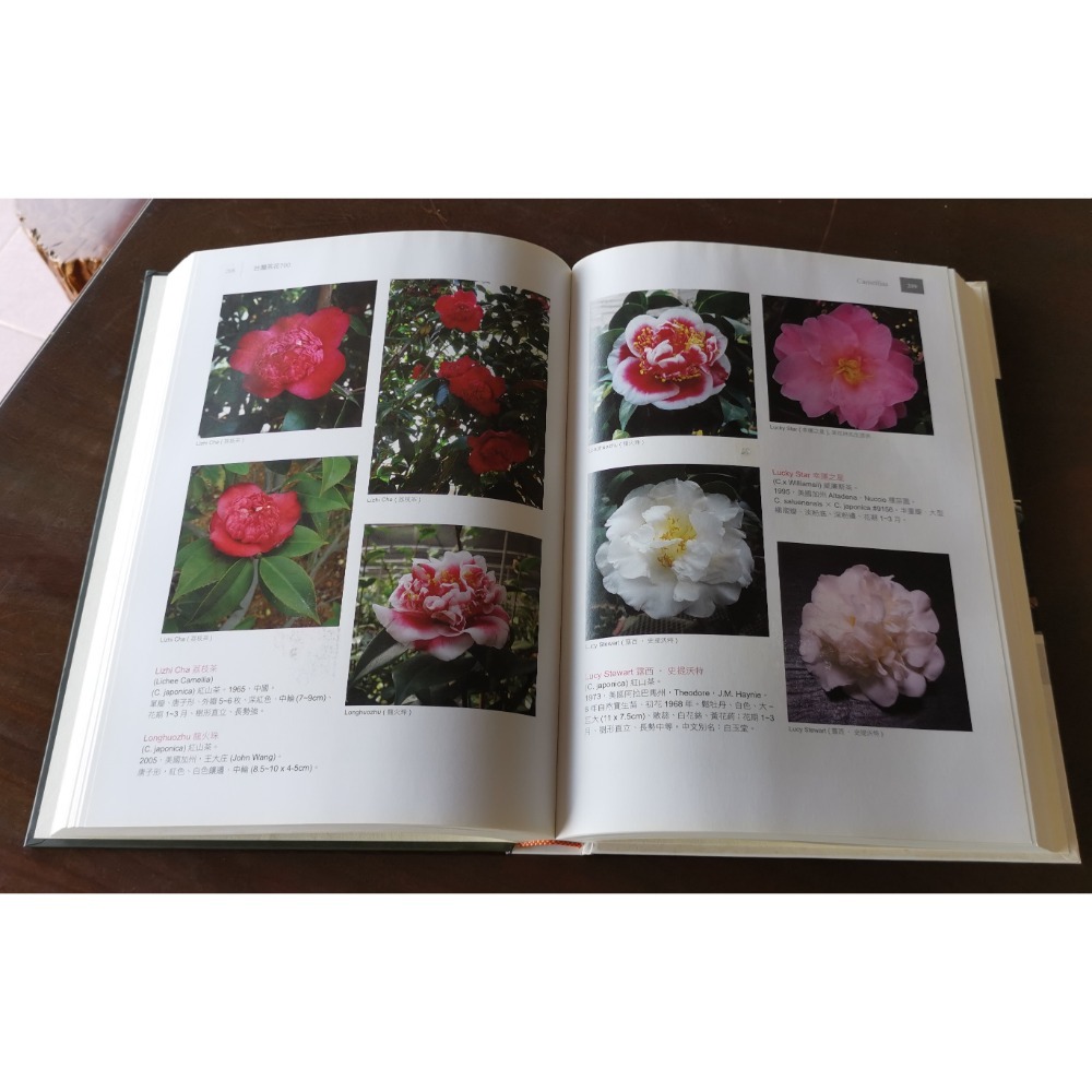 二手書，臺灣茶花/Camellias 700，朱國棟著作，絶版精裝硬皮書-細節圖3