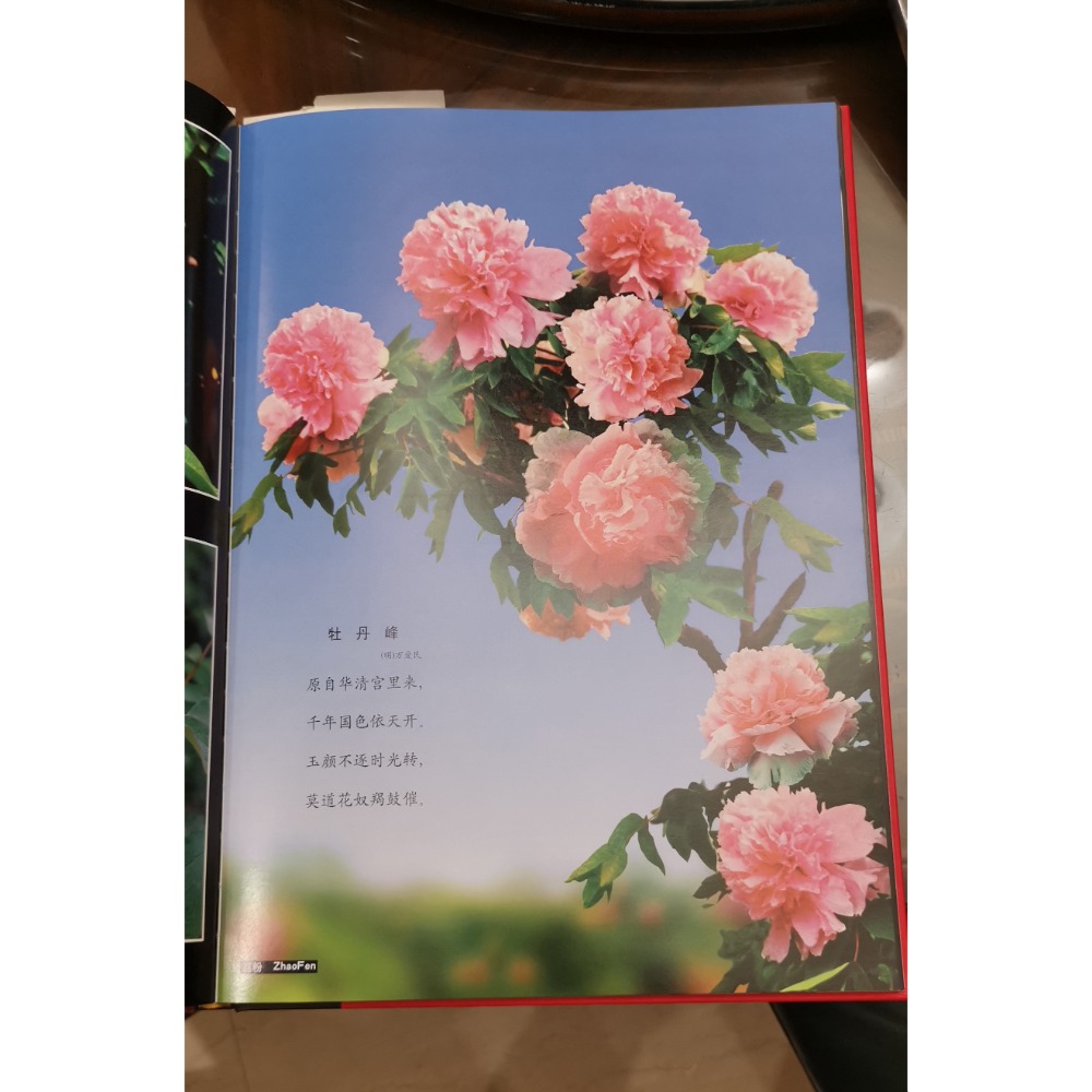 二手硬殼簡體書，中國菏澤，國花/薛玉璽主編，國際炎黃文化出版社出版，附塑膠收納書盒-細節圖5