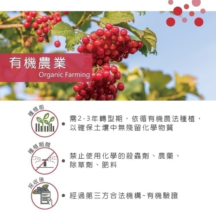 【天時莓果】加拿大有機冷凍蔓越莓 1000g [慈心有機檢驗]-細節圖6