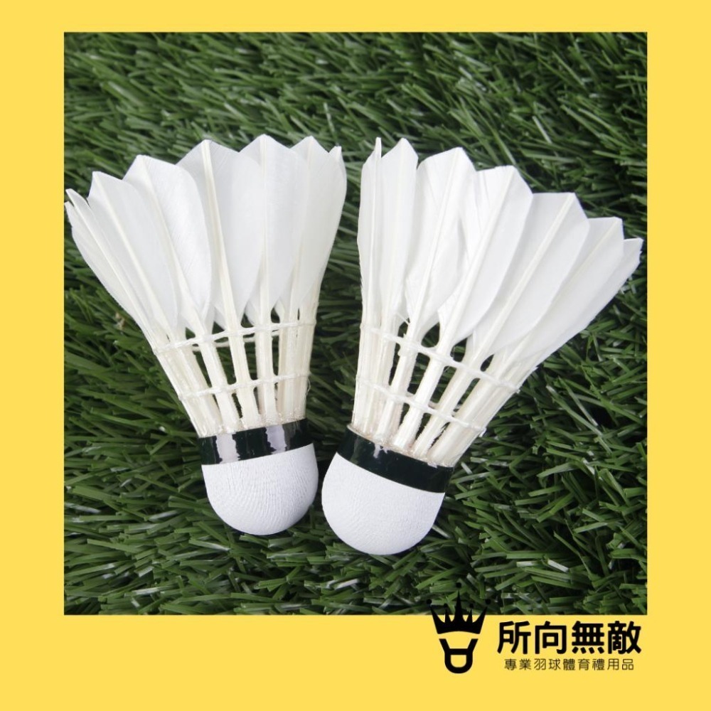 (現貨)所向無敵．金雀羽毛球(比賽級羽球)(12入羽球/讚普羽球TRUMP/台灣製造) 鵝毛球 球速76 耐打 比賽球-細節圖3