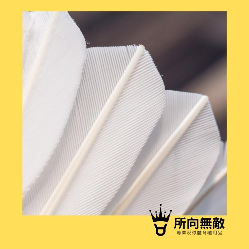(現貨)所向無敵．金雀羽毛球(比賽級羽球)(12入羽球/讚普羽球TRUMP/台灣製造) 鵝毛球 球速76 耐打 比賽球-細節圖4