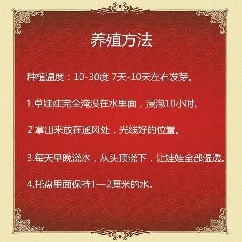 <<購了么>> 台製現貨 草頭娃娃 長草娃娃 辦公室盆栽  教學 交換禮物 新年禮物 開運 盆栽 療癒小物-細節圖4