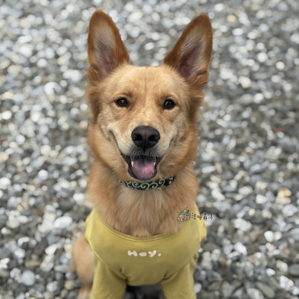 【汪喵森活】 6色 韓系彈力棉衣 Hey 打底衣 睡衣 家居衣 寵物衣服 狗衣服 比熊 貴賓 貓咪 米克斯 柯基 柴犬-細節圖4