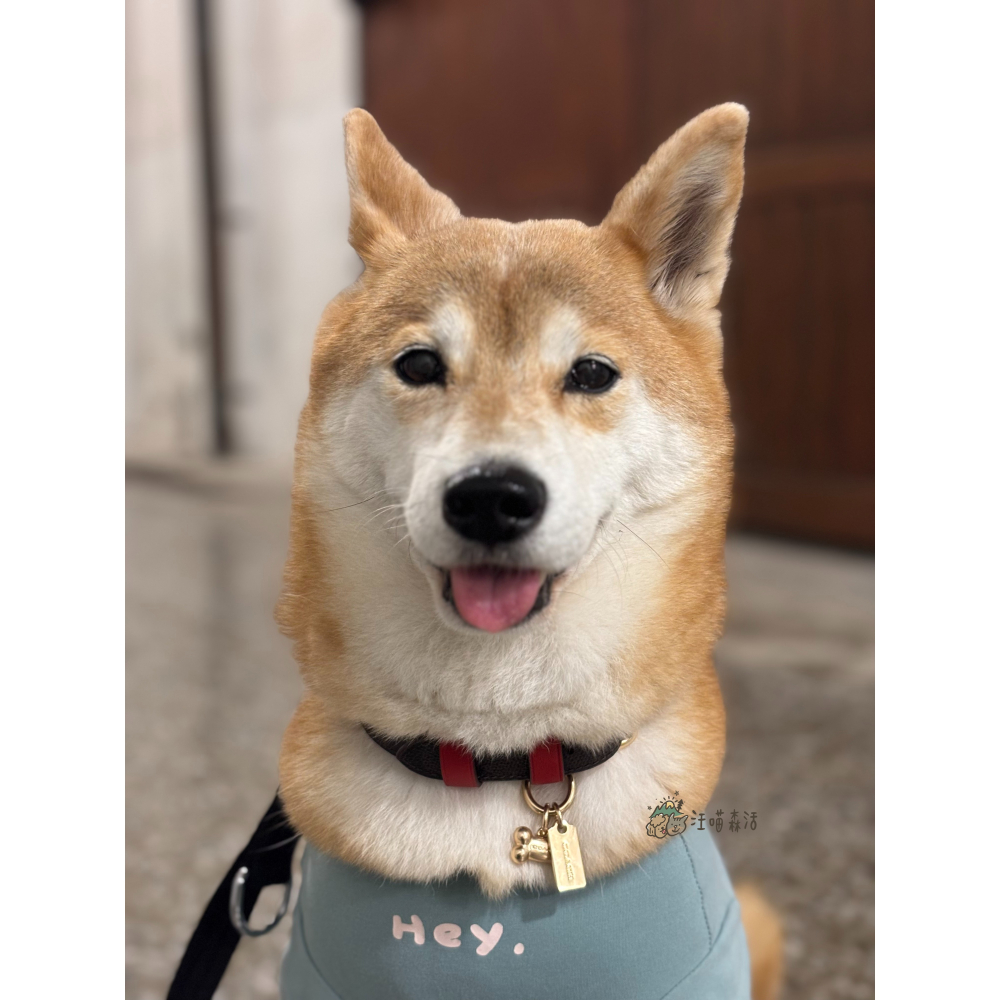 【汪喵森活】 6色 韓系彈力棉衣 Hey 打底衣 睡衣 家居衣 寵物衣服 狗衣服 比熊 貴賓 貓咪 米克斯 柯基 柴犬-細節圖5