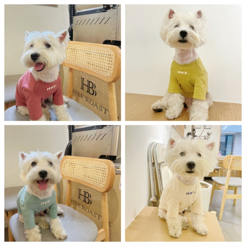 【汪喵森活】 6色 韓系彈力棉衣 Hey 打底衣 睡衣 家居衣 寵物衣服 狗衣服 比熊 貴賓 貓咪 米克斯 柯基 柴犬-細節圖8