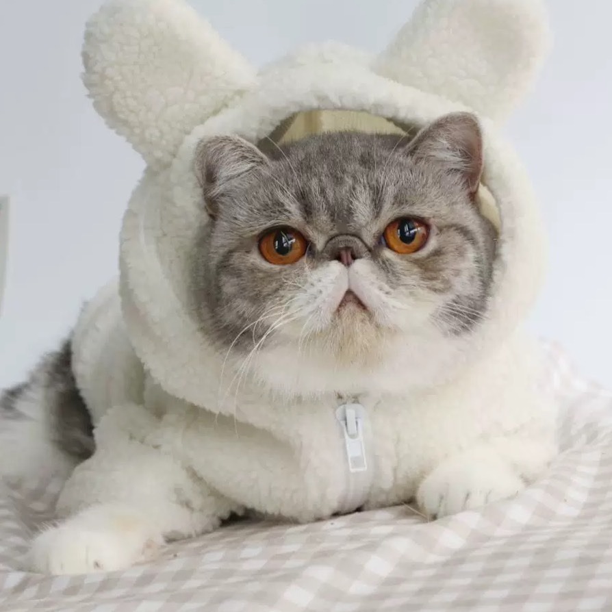 【汪喵森活】Hi Bear 熊耳拉鍊外套 狗衣服 比熊 博美 貴賓 貓咪 小型犬服飾 吉娃娃 西施 比熊 秋冬服飾-細節圖5