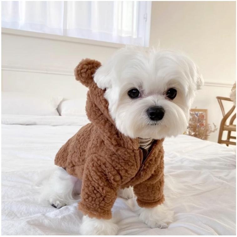 【汪喵森活】Hi Bear 熊耳拉鍊外套 狗衣服 比熊 博美 貴賓 貓咪 小型犬服飾 吉娃娃 西施 比熊 秋冬服飾-細節圖10