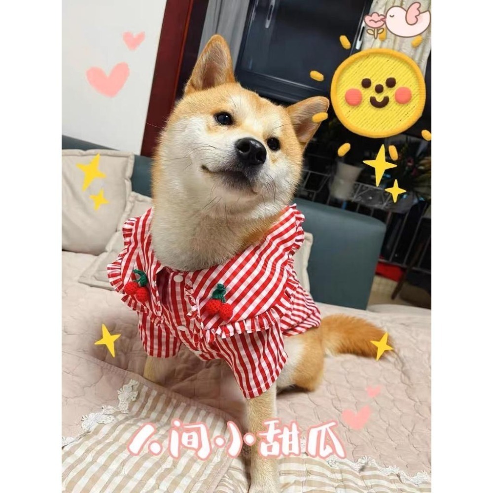 【汪喵森活】櫻桃 紅色格子 狗衣服 狗夏季衣服 寵物衣服 柯基 柴犬 貴賓 雪納瑞 西高地 法鬥 英鬥 米客斯 西高地-細節圖5