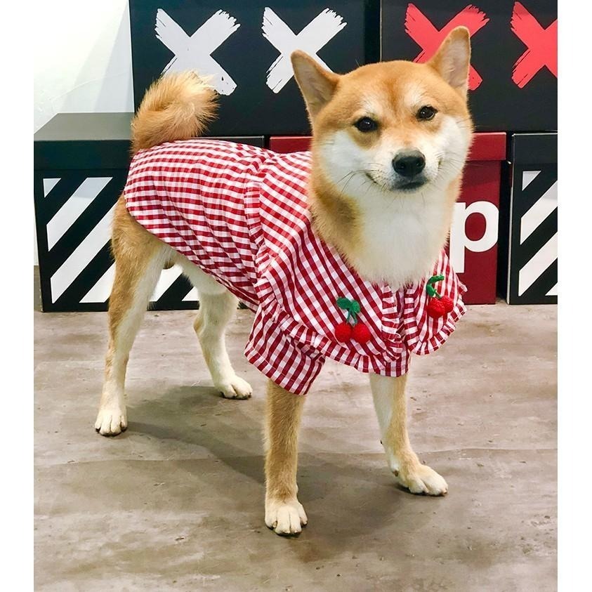 【汪喵森活】櫻桃 紅色格子 狗衣服 狗夏季衣服 寵物衣服 柯基 柴犬 貴賓 雪納瑞 西高地 法鬥 英鬥 米客斯 西高地-細節圖8