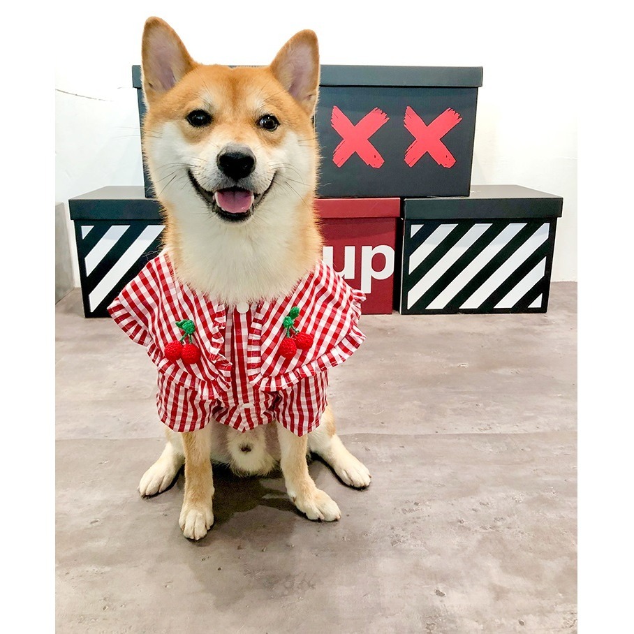 【汪喵森活】櫻桃 紅色格子 狗衣服 狗夏季衣服 寵物衣服 柯基 柴犬 貴賓 雪納瑞 西高地 法鬥 英鬥 米客斯 西高地-細節圖10