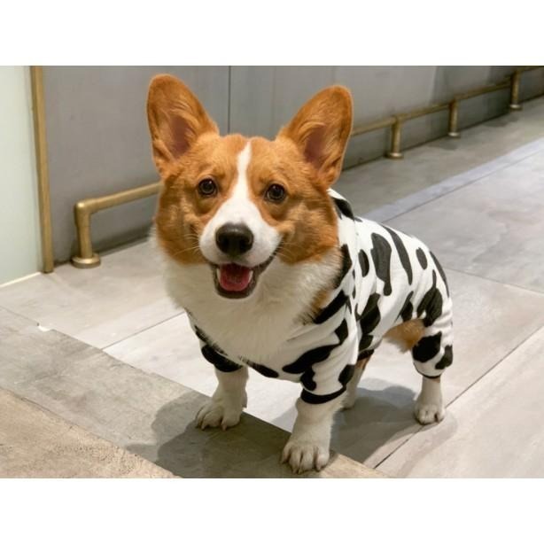 【汪喵森活】 乳牛帽Tee 法蘭絨 秋冬服飾 狗衣服 中型犬 大型犬服飾 雪納瑞 西高地 比熊 柯基 法鬥 柴犬 貴賓-細節圖6