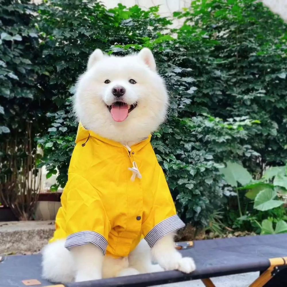 【汪喵森活】 寵物雨衣 2-35kg 寵物風衣 大狗雨衣 狗雨衣 雨衣 防水 柯基 法鬥 柴犬 薩摩耶 哈士奇 米克斯-細節圖5