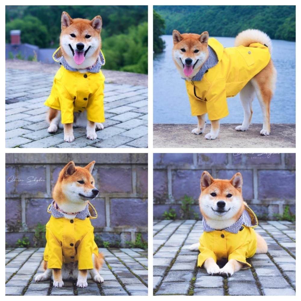 【汪喵森活】 寵物雨衣 2-35kg 寵物風衣 大狗雨衣 狗雨衣 雨衣 防水 柯基 法鬥 柴犬 薩摩耶 哈士奇 米克斯-細節圖6