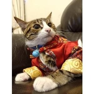 【汪喵森活】新年 唐裝 寵物新年衣服 過年衣服 新年 春節 比熊 博美 貴賓 小型犬服飾 吉娃娃 雪納瑞 西施 貓衣服-細節圖5