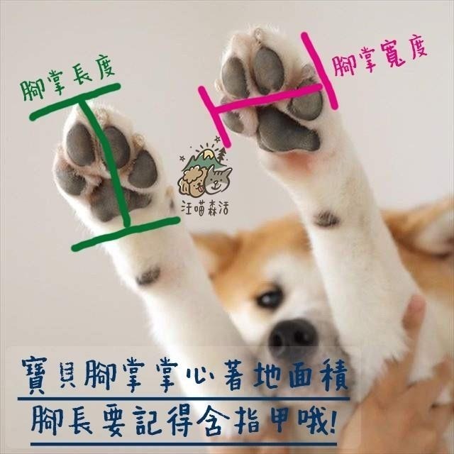 【汪喵森活】 狗涼鞋 寵物涼鞋 狗狗涼鞋 狗狗透氣鞋 外出寵物鞋 狗鞋子 防滑涼鞋 貴賓 臘腸 比熊 博美 西施 狗鞋子-細節圖3