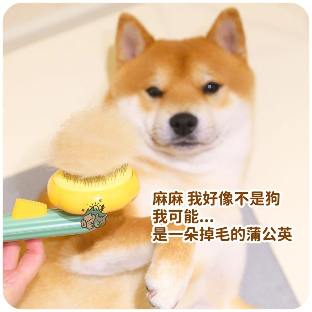 【汪喵森活】 南瓜梳 小蜜蜂寵物針梳 南瓜寵物針梳 一鍵除毛 寵物針梳 美容梳 寵物除毛梳 貓梳 狗梳  寵物梳子-細節圖6