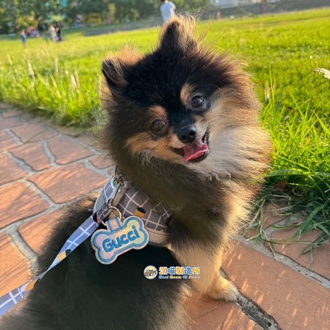 【汪喵森活】 狗名牌 雷射 骨頭造型 狗刺繡名牌 狗牌 客製狗牌 防丟名牌 胸背帶配件 寵物名牌 寵物吊牌 刺繡狗牌-細節圖2