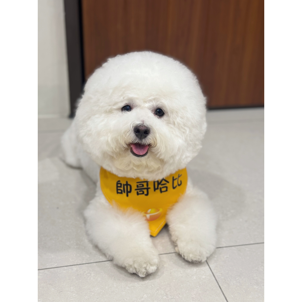 【汪喵森活】 寵物口水巾 23款 可愛圖案 寵物圍兜 狗狗三角巾 客製三角巾 客製口水巾 狗狗口水巾-細節圖4