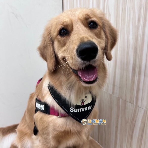 【汪喵森活】 寵物口水巾 24款 狗狗頭像 寵物圍兜 狗狗三角巾 客製三角巾 客製口水巾 狗狗口水巾-細節圖3