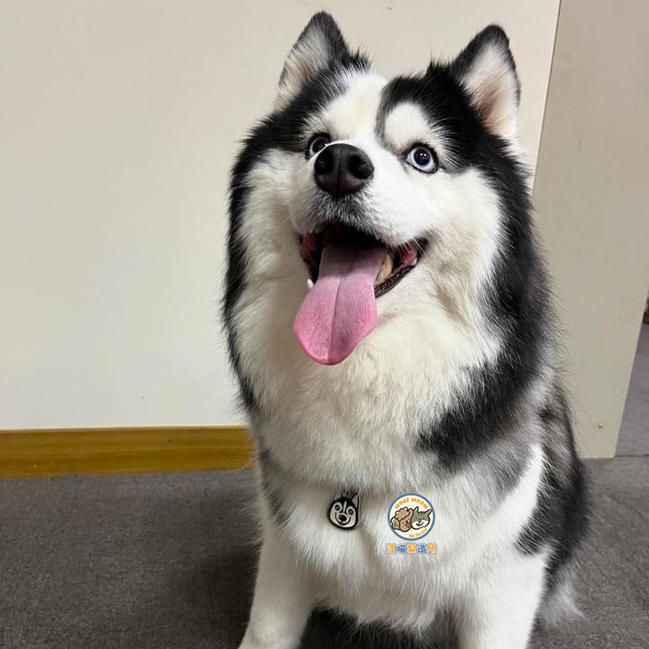 【汪喵森活】 狗狗吊牌 寵物名牌 防走失 防走丟 狗牌 狗狗用品 狗項圈 狗名牌 客製吊牌 客製狗牌 客製名牌 寵物掛牌-細節圖2