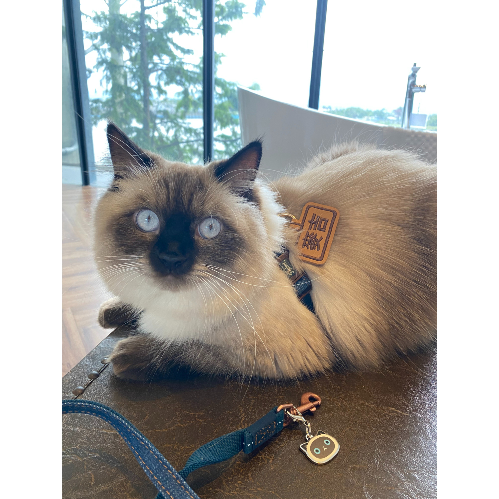 【汪喵森活】 狗狗吊牌 寵物名牌 防走失 防走丟 狗牌 狗狗用品 狗項圈 狗名牌 客製吊牌 客製狗牌 客製名牌 寵物掛牌-細節圖3
