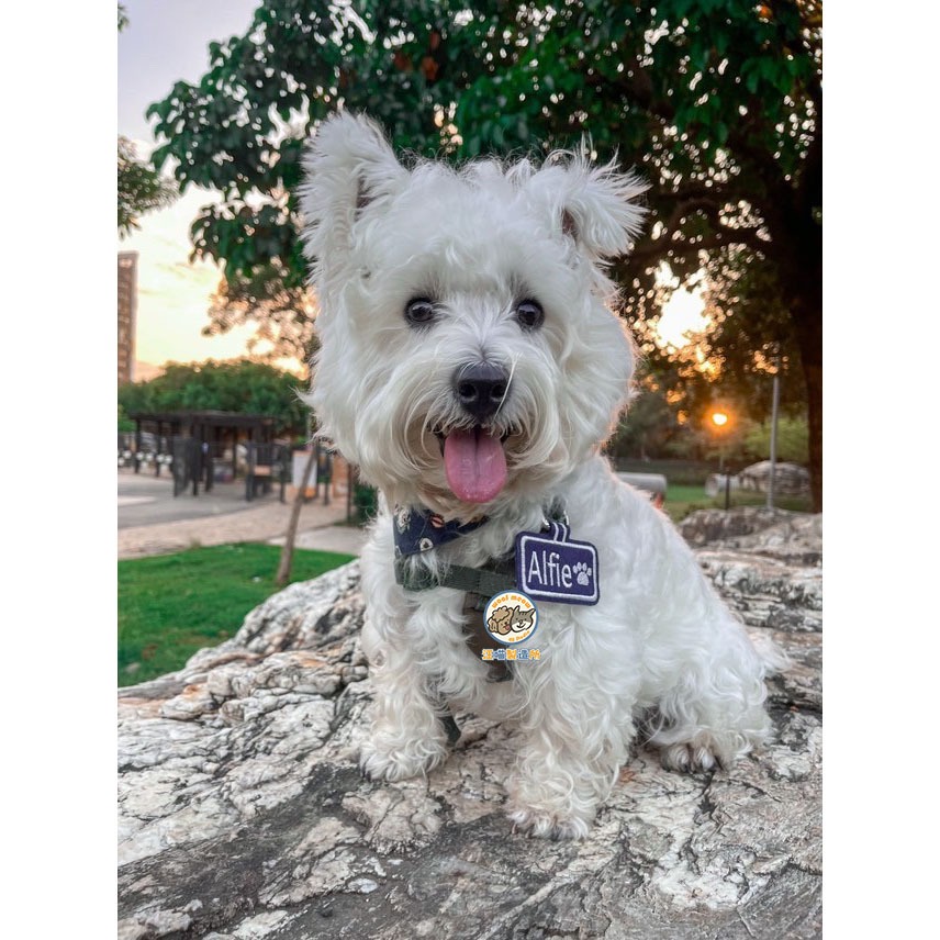 【汪喵森活】 狗狗名牌 狗狗刺繡名牌 狗牌訂製防丟名牌 胸背帶配件 名牌吊飾 寵物吊牌 刺繡狗牌 寵物名牌 客製狗牌-細節圖4