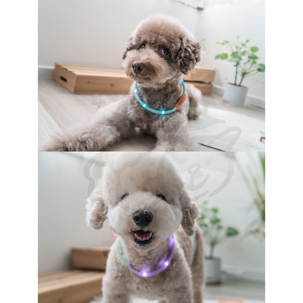 【汪喵森活】 寵物發光項圈 LED項圈 夜間遛狗 散步 寵物發光環 LED環 發亮環 寵物警示燈 晚上出門 LED發光-細節圖2