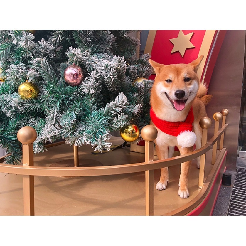 【汪喵森活】 寵物圍巾 針織圍巾 毛球 聖誕圍巾 狗圍巾 狗圍脖 貓圍巾 寵物飾品 寵物配件 貓圍巾 聖誕節 過年新春-細節圖6